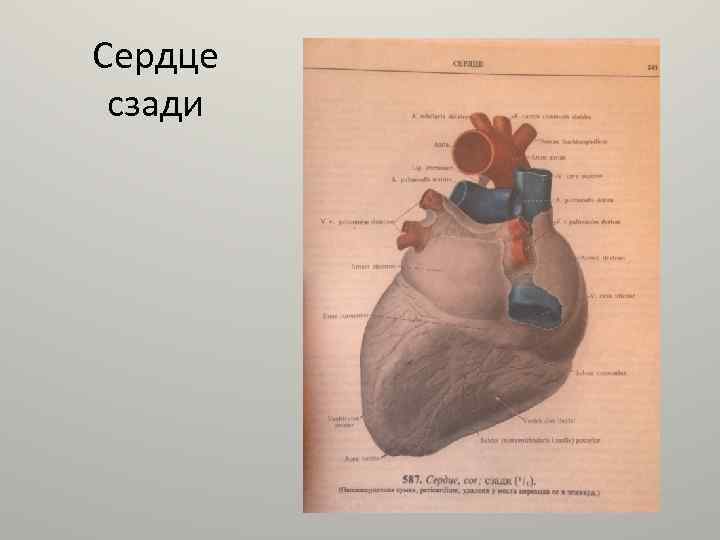 Сердце сзади 