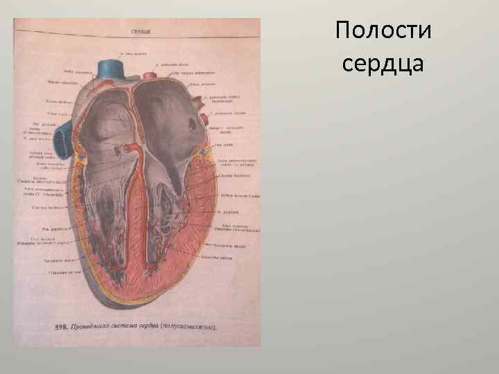 Полости сердца 