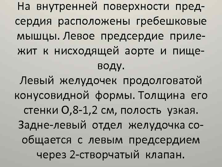 На внутренней поверхности предсердия расположены гребешковые мышцы. Левое предсердие прилежит к нисходящей аорте и