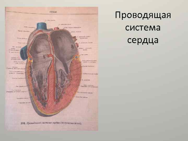 Проводящая система сердца 