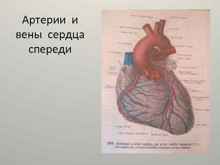 Артерии и вены сердца спереди 