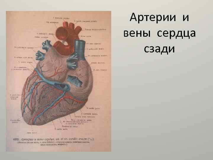 Артерии и вены сердца сзади 
