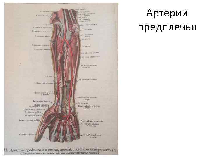 Лучевая артерия где находится фото у человека