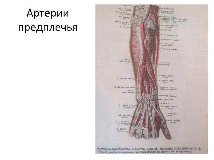 Картинка вены артерии