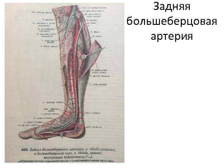 Легочная артерия где находится фото у человека