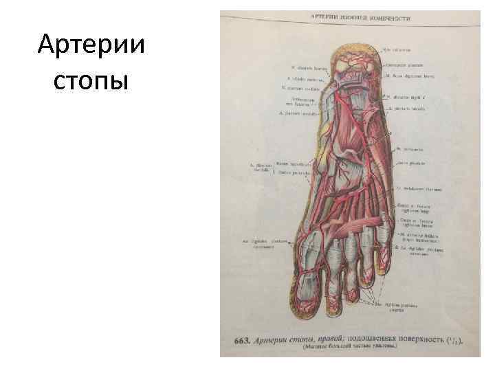 Артерии стопы схема