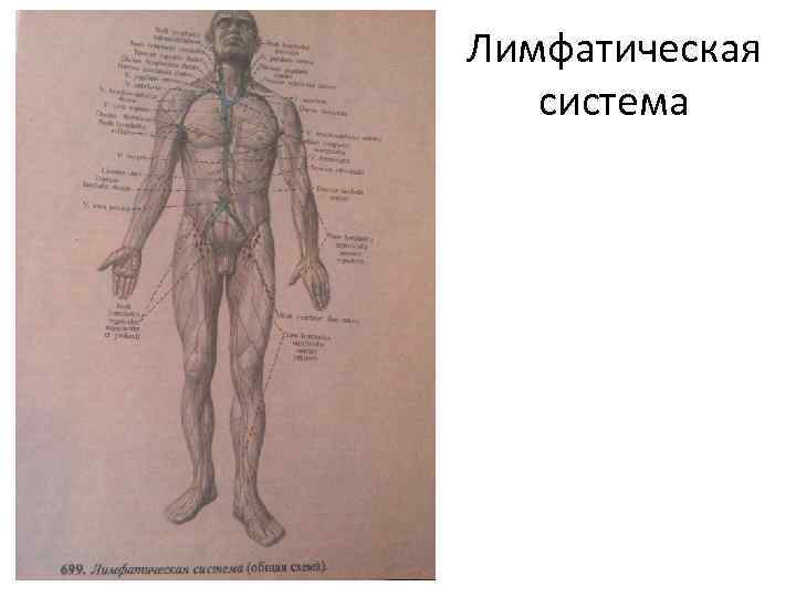 Лимфатическая система 