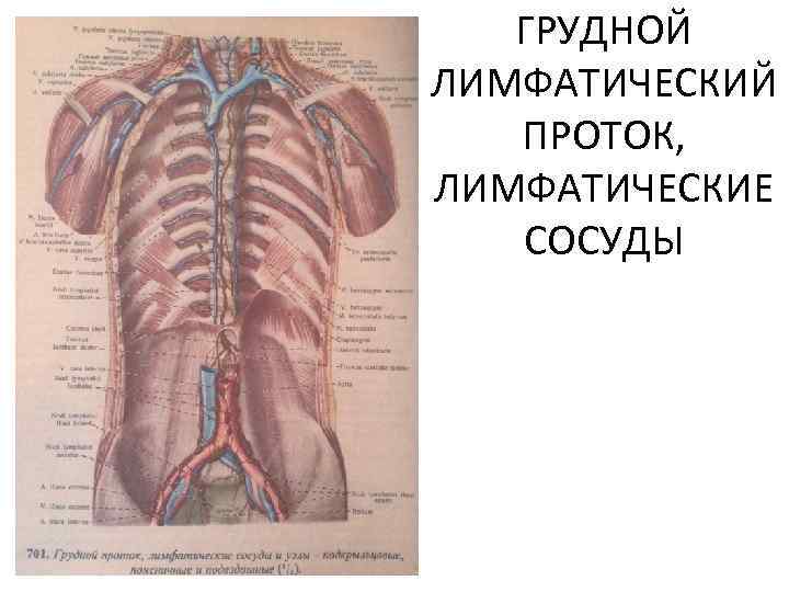 ГРУДНОЙ ЛИМФАТИЧЕСКИЙ ПРОТОК, ЛИМФАТИЧЕСКИЕ СОСУДЫ 