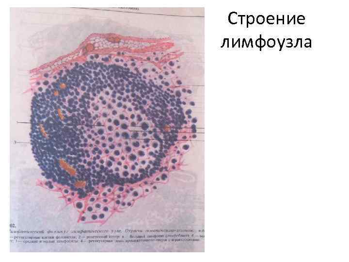 Строение лимфоузла 