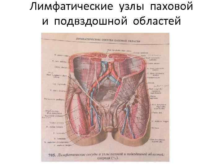 Лимфатические узлы паховой и подвздошной областей 