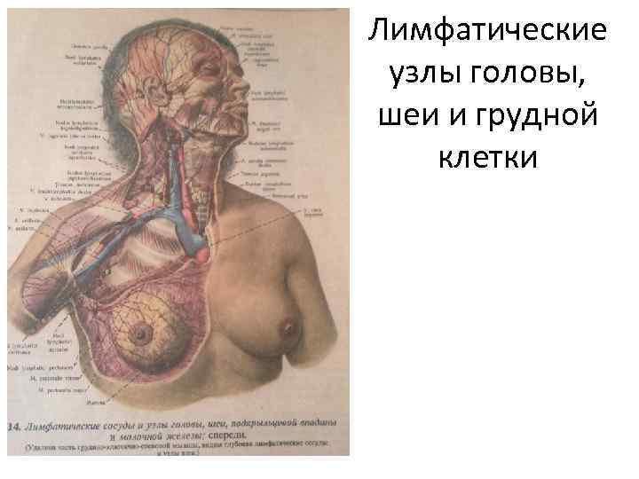 Лимфатические узлы головы, шеи и грудной клетки 