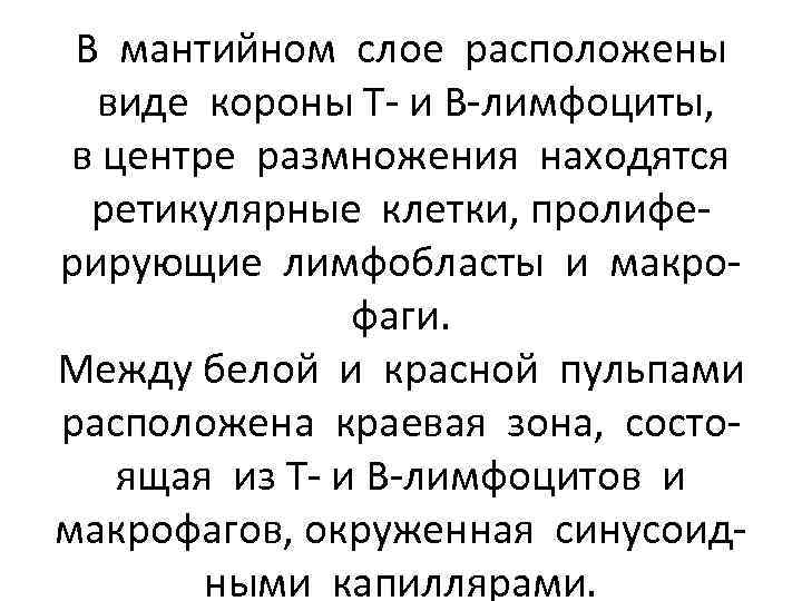 В мантийном слое расположены виде короны Т- и В-лимфоциты, в центре размножения находятся ретикулярные