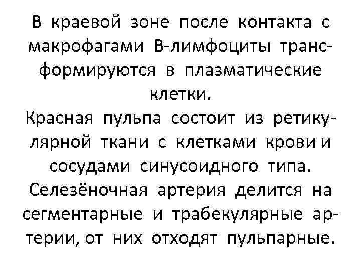 В краевой зоне после контакта с макрофагами В-лимфоциты трансформируются в плазматические клетки. Красная пульпа