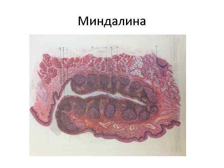 Миндалина 