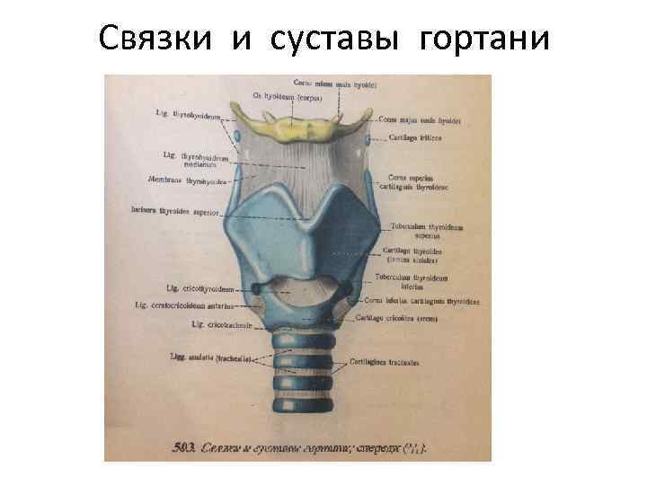 Связки и суставы гортани 