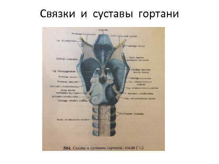 Связки и суставы гортани 