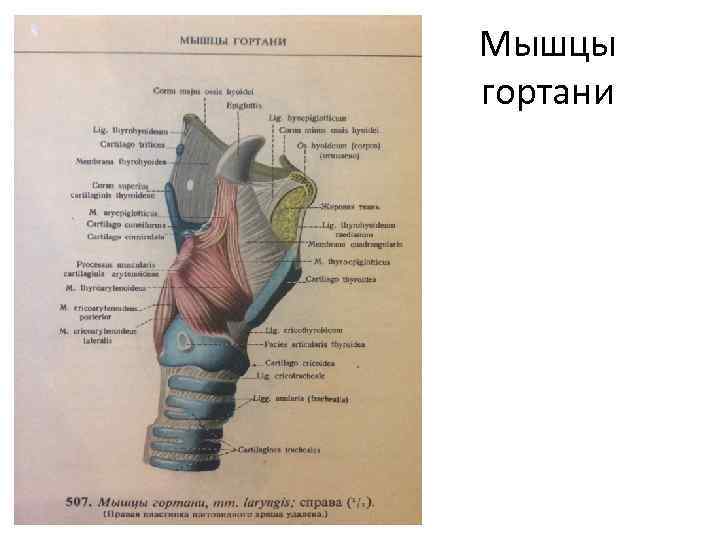 Мышцы гортани 