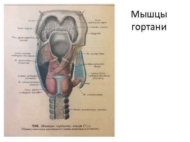 Мышцы гортани 