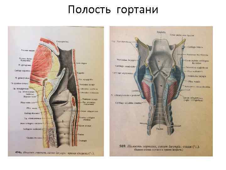 Полость гортани 