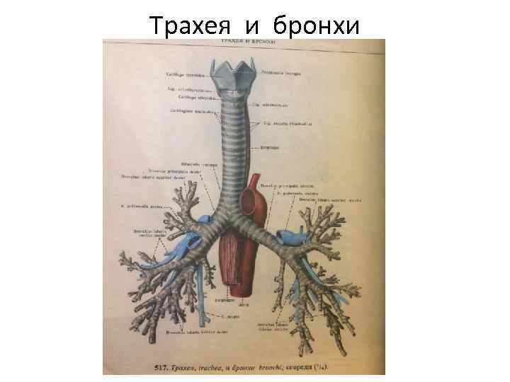 Трахея и бронхи 