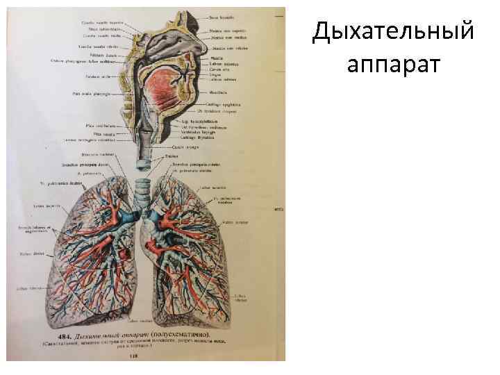 Дыхательный аппарат 