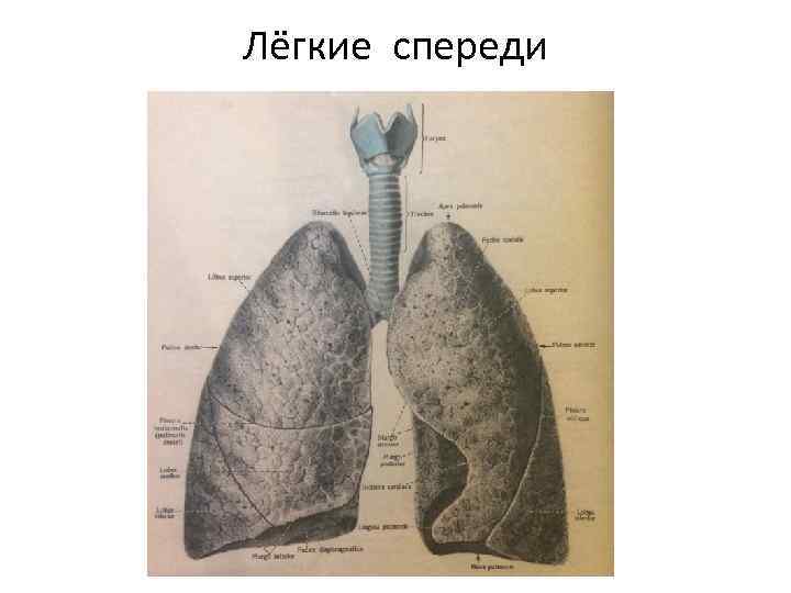 Лёгкие спереди 