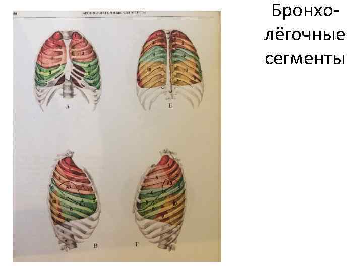 Бронхолёгочные сегменты 