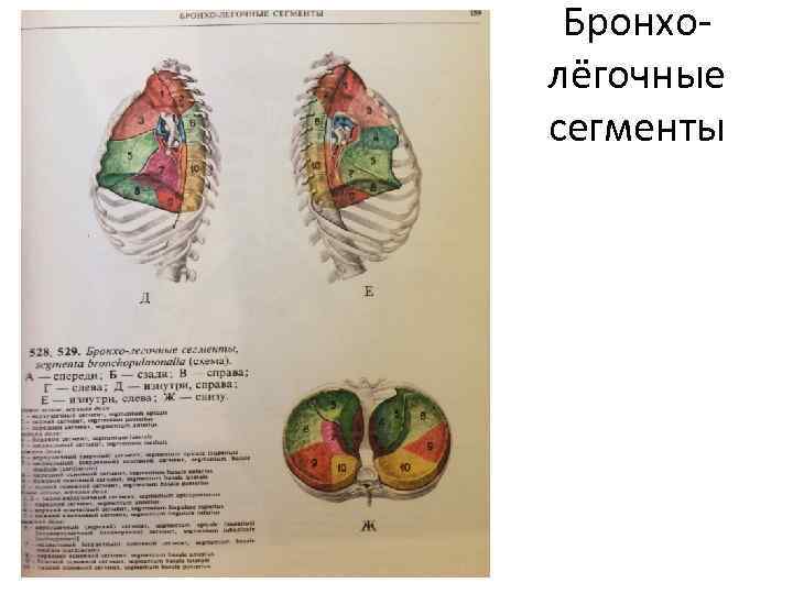 Бронхолёгочные сегменты 