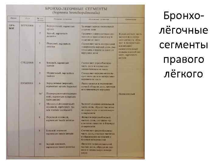 Бронхолёгочные сегменты правого лёгкого 