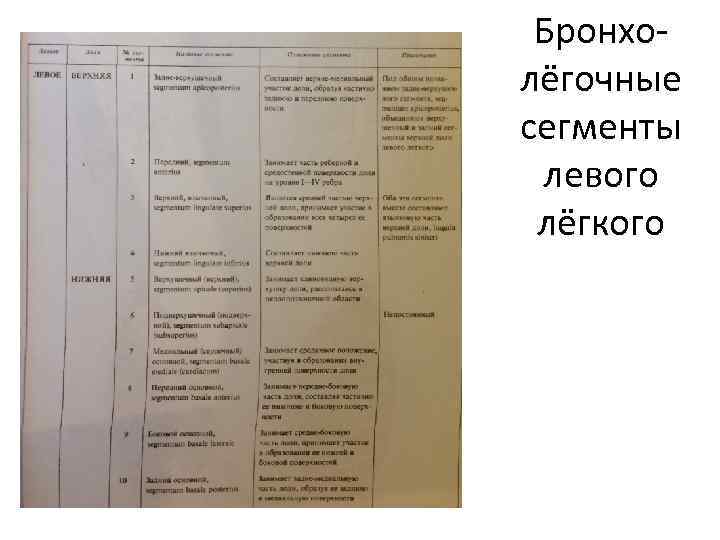Бронхолёгочные сегменты левого лёгкого 