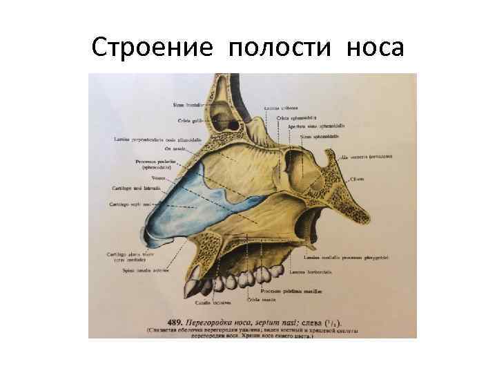 Строение полости носа 