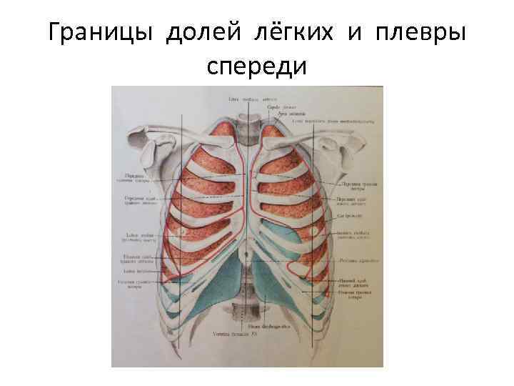 Границы долей лёгких и плевры спереди 