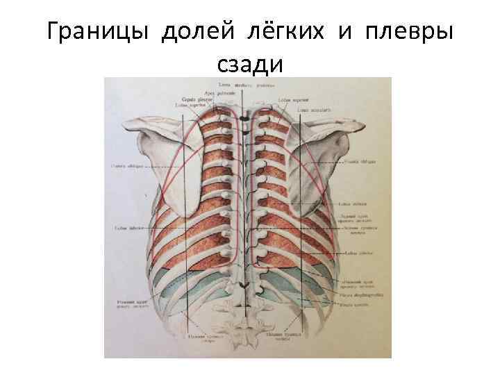 Границы долей лёгких и плевры сзади 