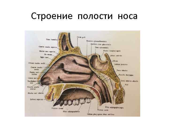 Строение полости носа 