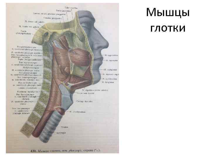 Мышцы глотки 