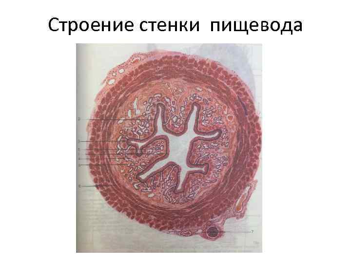 Строение стенки пищевода 