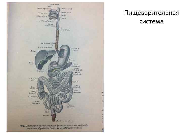 Пищеварительная система 