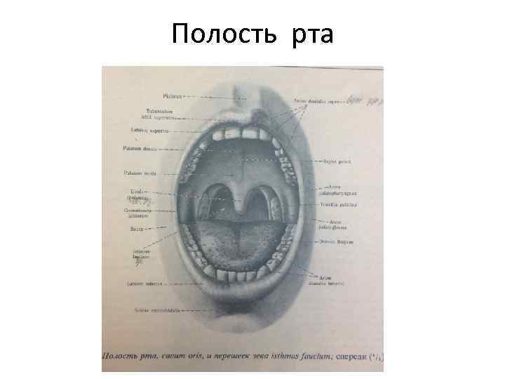 Полость рта 