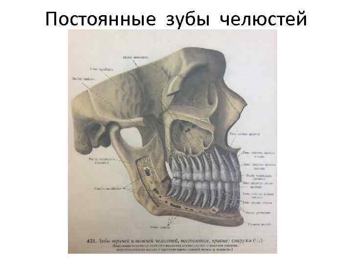 Постоянные зубы челюстей 