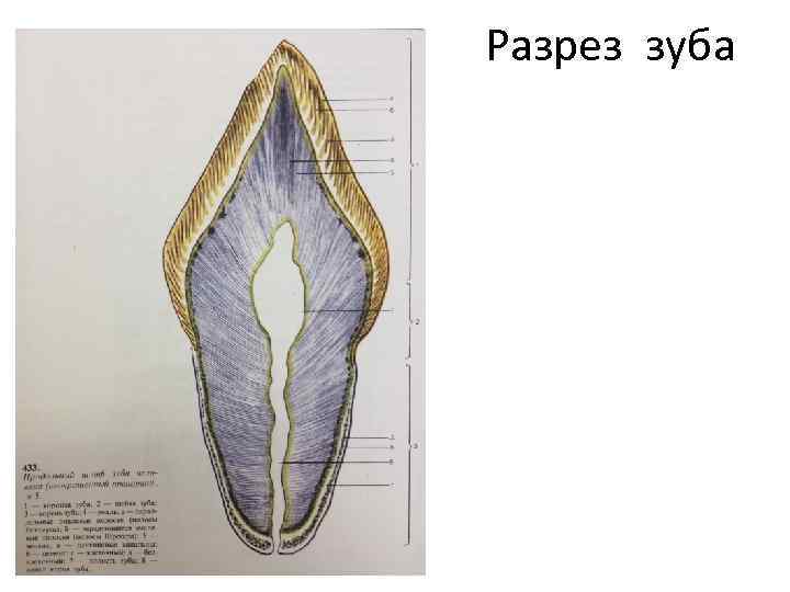 Разрез зуба 