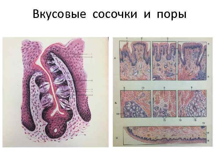 Вкусовые сосочки и поры 