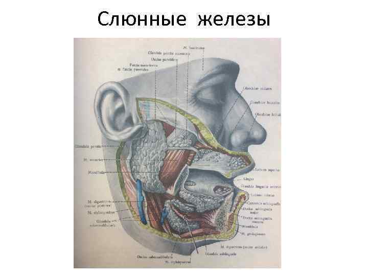 Слюнные железы 