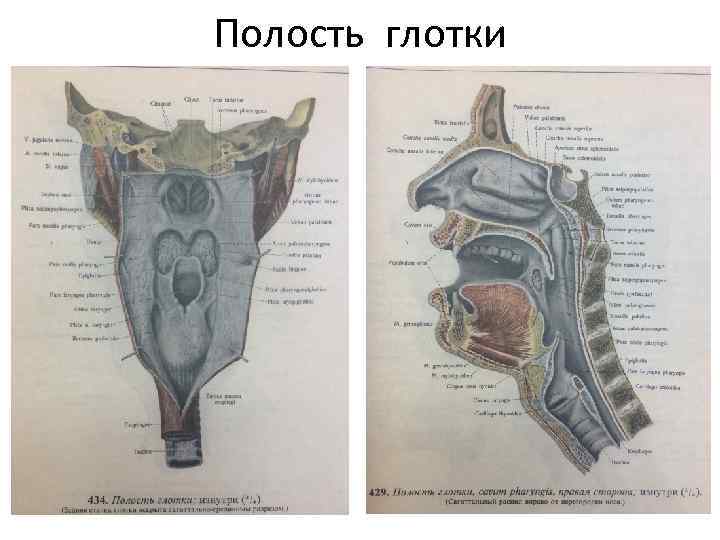 Полость глотки 