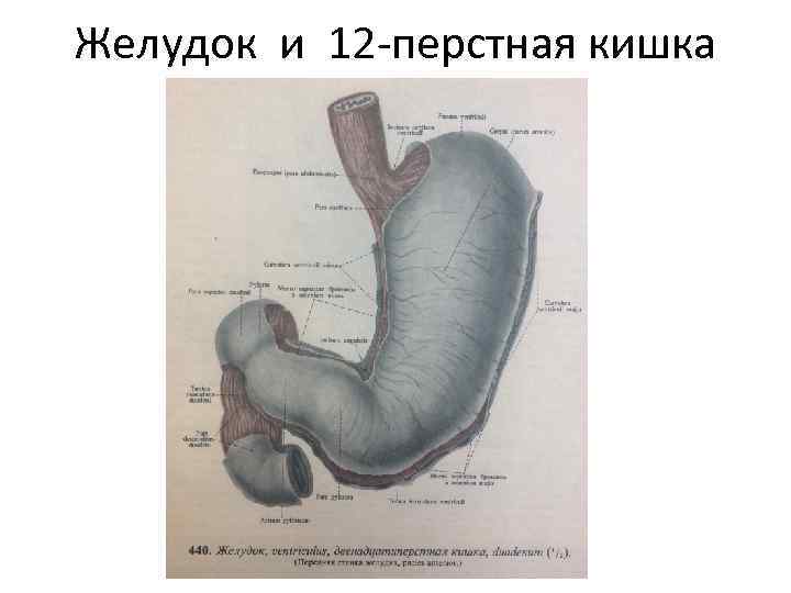 Желудок и 12 -перстная кишка 