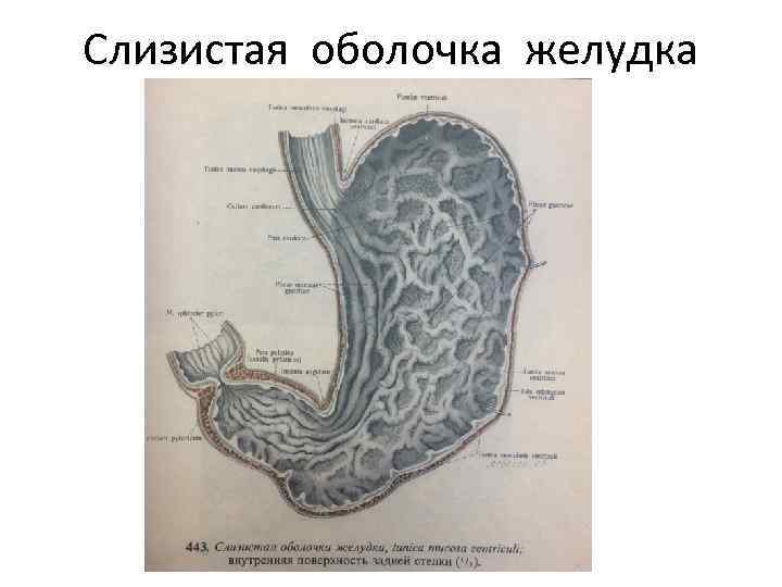 Слизистая оболочка желудка 