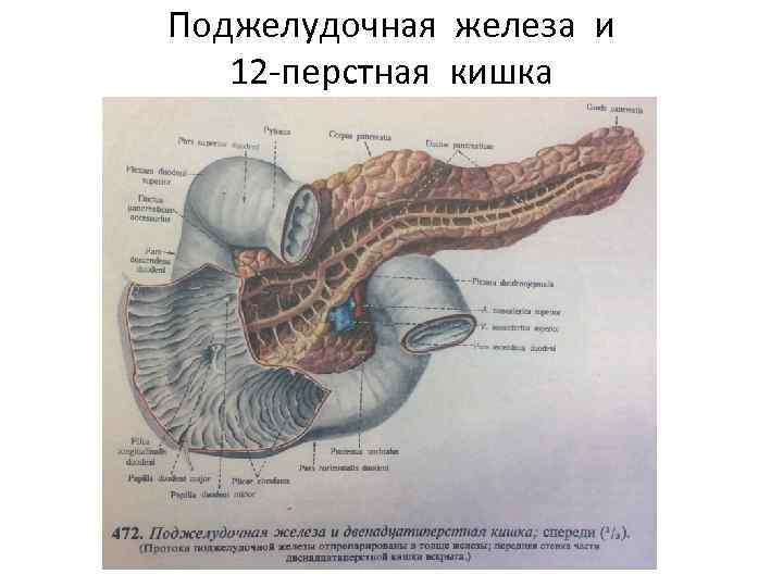 Поджелудочная железа и 12 -перстная кишка 