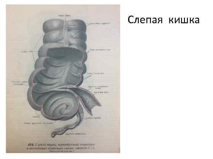 Слепая кишка 