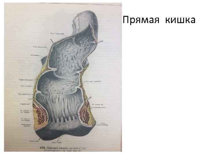 Прямая кишка 