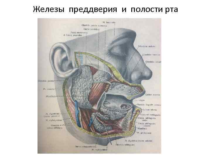 Железы преддверия и полости рта 