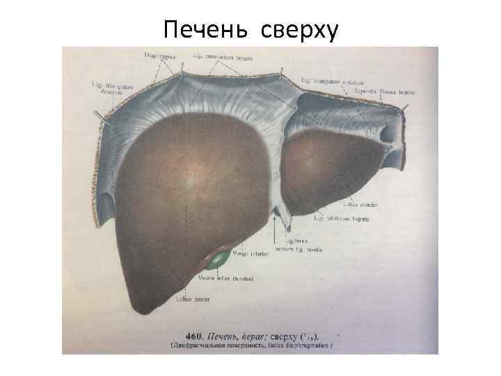 Печень сверху 